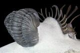 Walliserops Trilobite With Barrandeops - Foum Zguid, Morocco #87458-4
